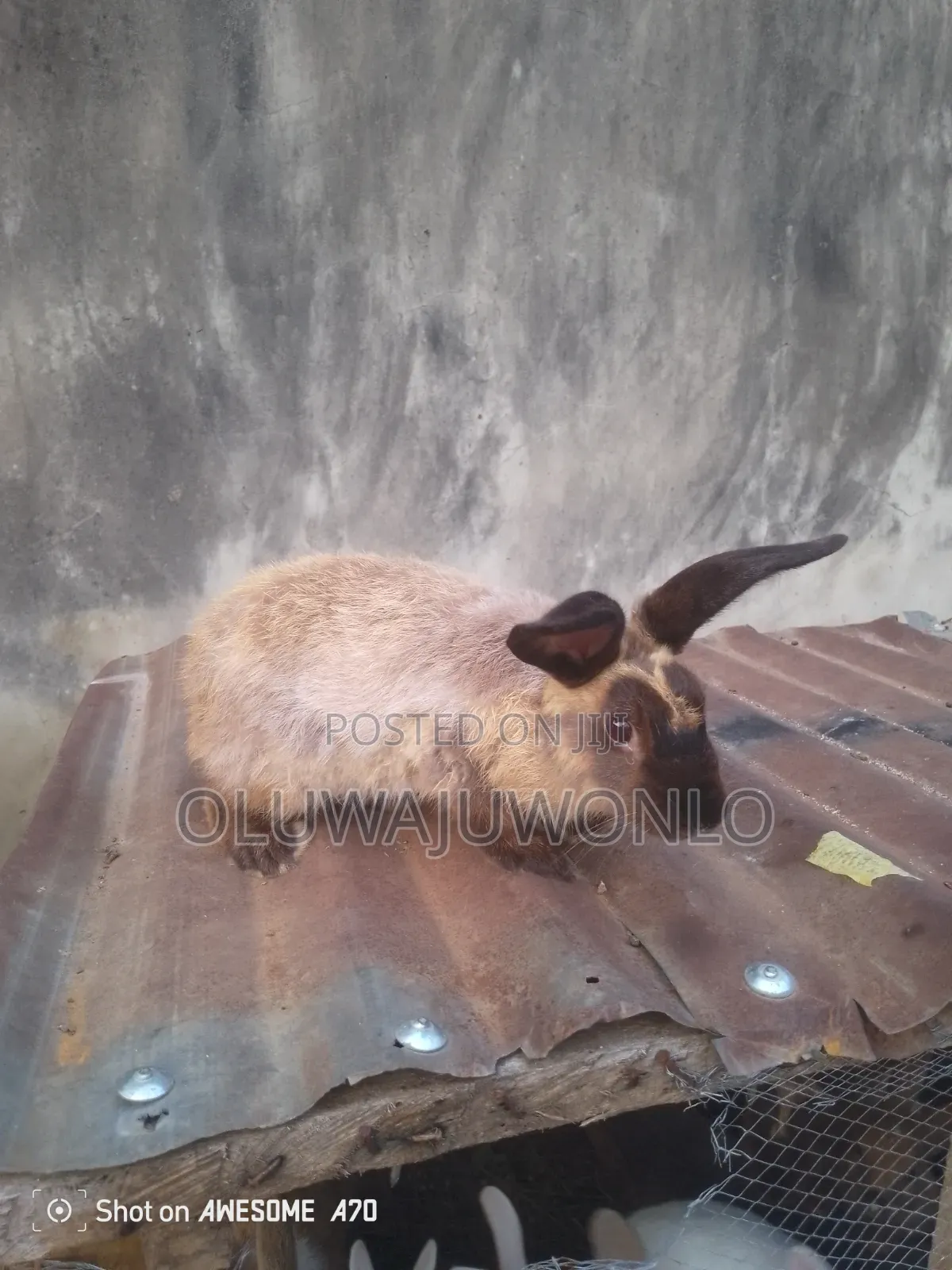 Rabbit Available