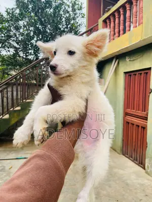 3-6 months Male Purebred American Eskimo