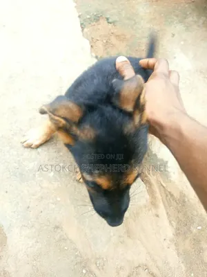 1-3 months Female Purebred German Shepherd