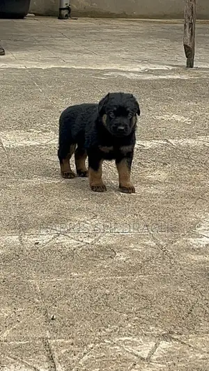 0-1 month Male Purebred German Shepherd