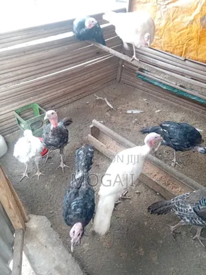 Mature Female Turkey Is Available