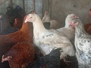 Chicken for Sale