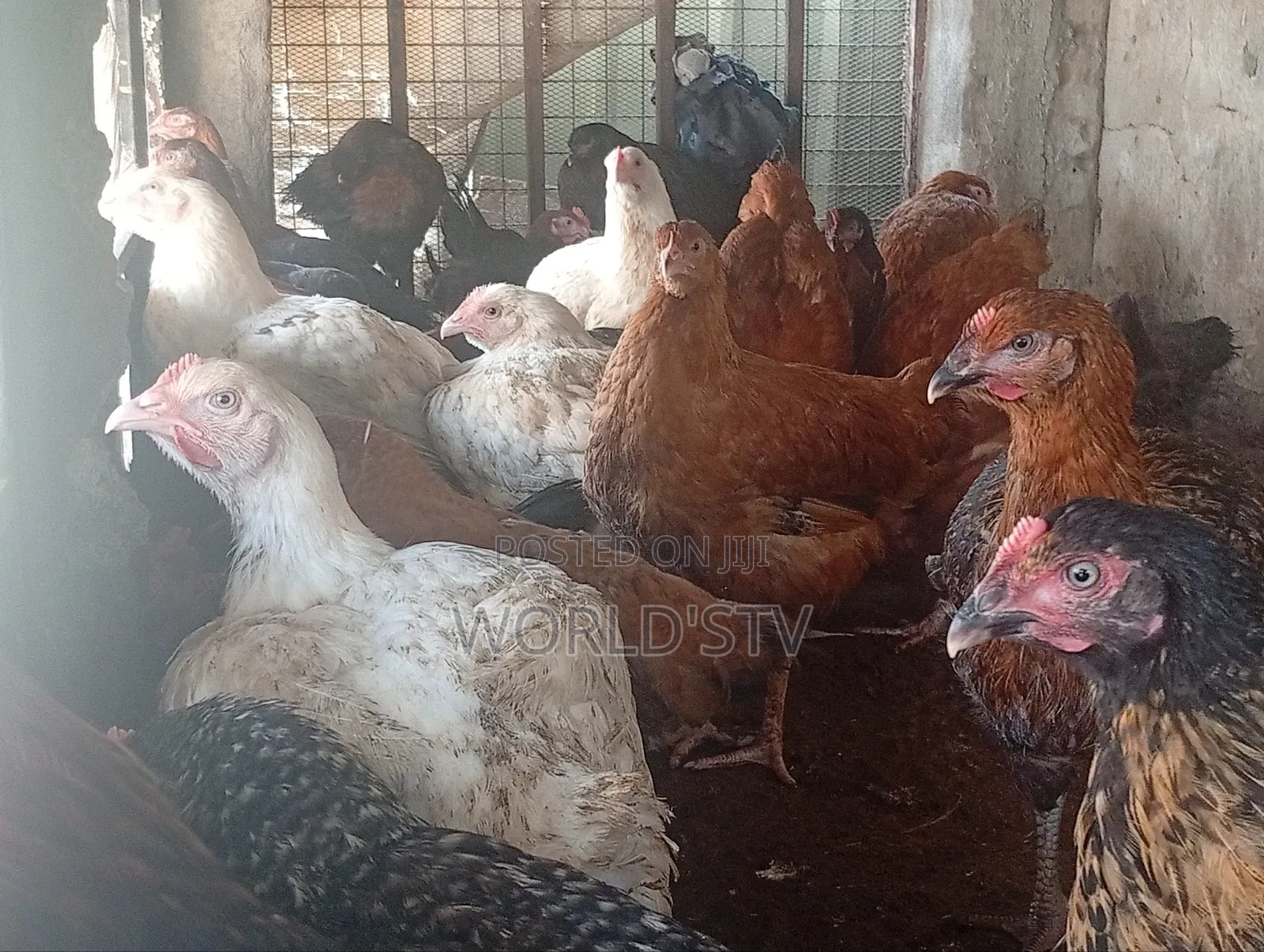 Chicken for Sale