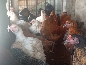 Chicken for Sale