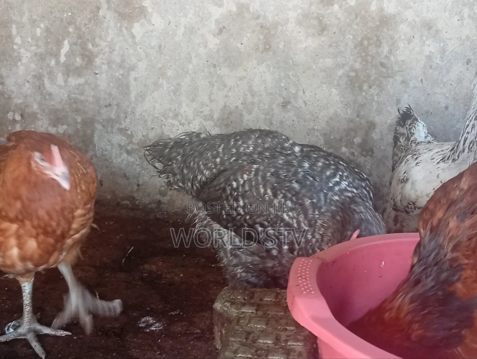 Chicken for Sale