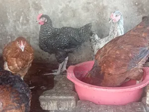 Chicken for Sale