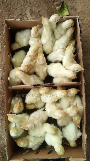 Day Old Foreign Imported Turkey