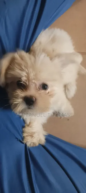 1-3 months Male Purebred Lhasa Apso