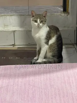 6-12 months Female Mixed Breed American Shorthair