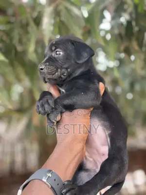 1-3 months Female Purebred Cane Corso