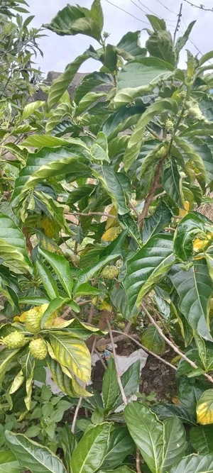 Noni Juice