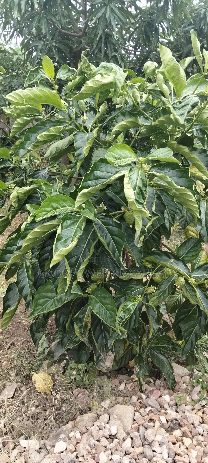 Noni Juice