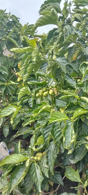 Noni Juice