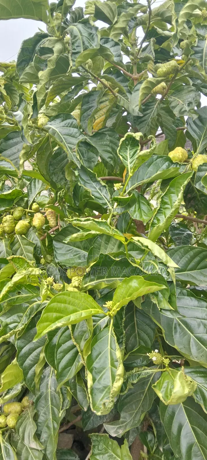 Noni Juice
