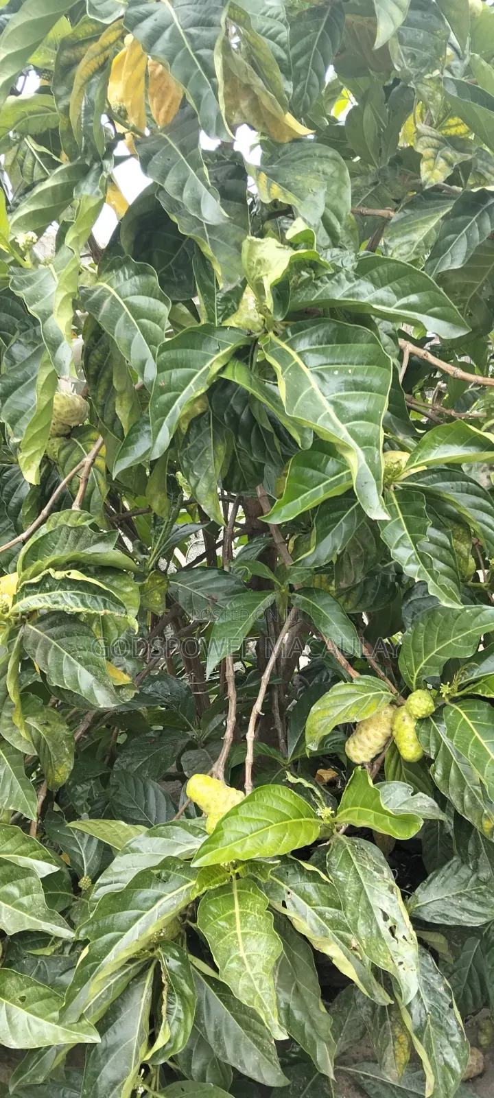 Noni Juice