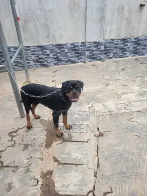 6-12 months Male Purebred Rottweiler