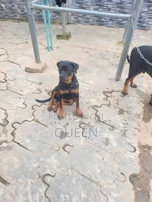 6-12 months Female Purebred Rottweiler
