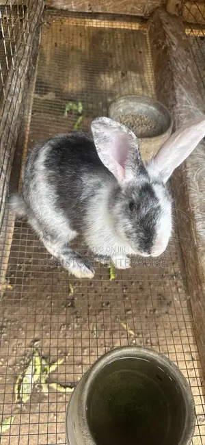 Female Spotted Rabbit