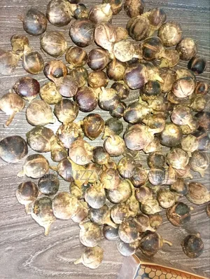 Gorontula Fruit