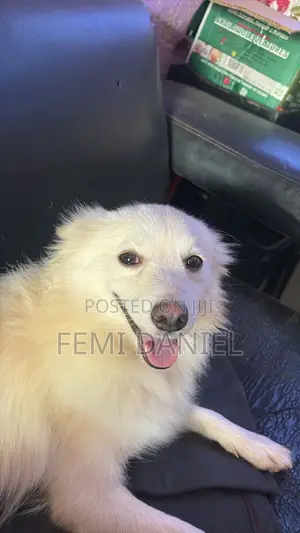 1+ year Female Purebred American Eskimo