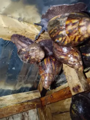 10 Pieces of Fresh Matured Snails Diff Sizes