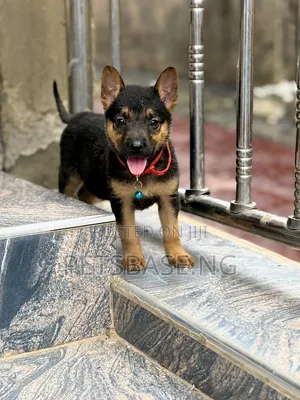 1-3 months Female Purebred German Shepherd