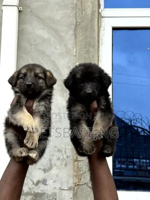 1-3 months Female Purebred German Shepherd