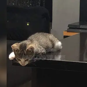 3-6 months Female Mixed Breed Tabby