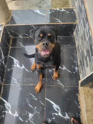 6-12 months Male Purebred Rottweiler