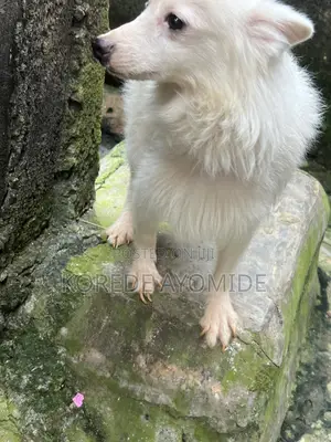 1+ year Male Purebred American Eskimo