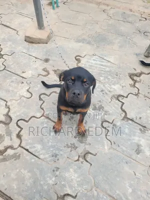 3-6 months Female Purebred Rottweiler