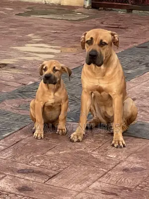 1-3 months Female Purebred Boerboel