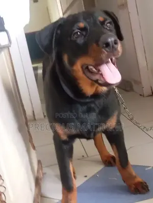 3-6 months Male Purebred Rottweiler