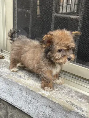 1-3 months Male Purebred Lhasa Apso