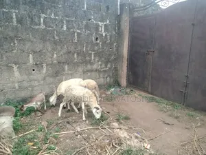 White Active Ram and Sheep