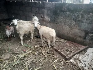 White Active Ram and Sheep