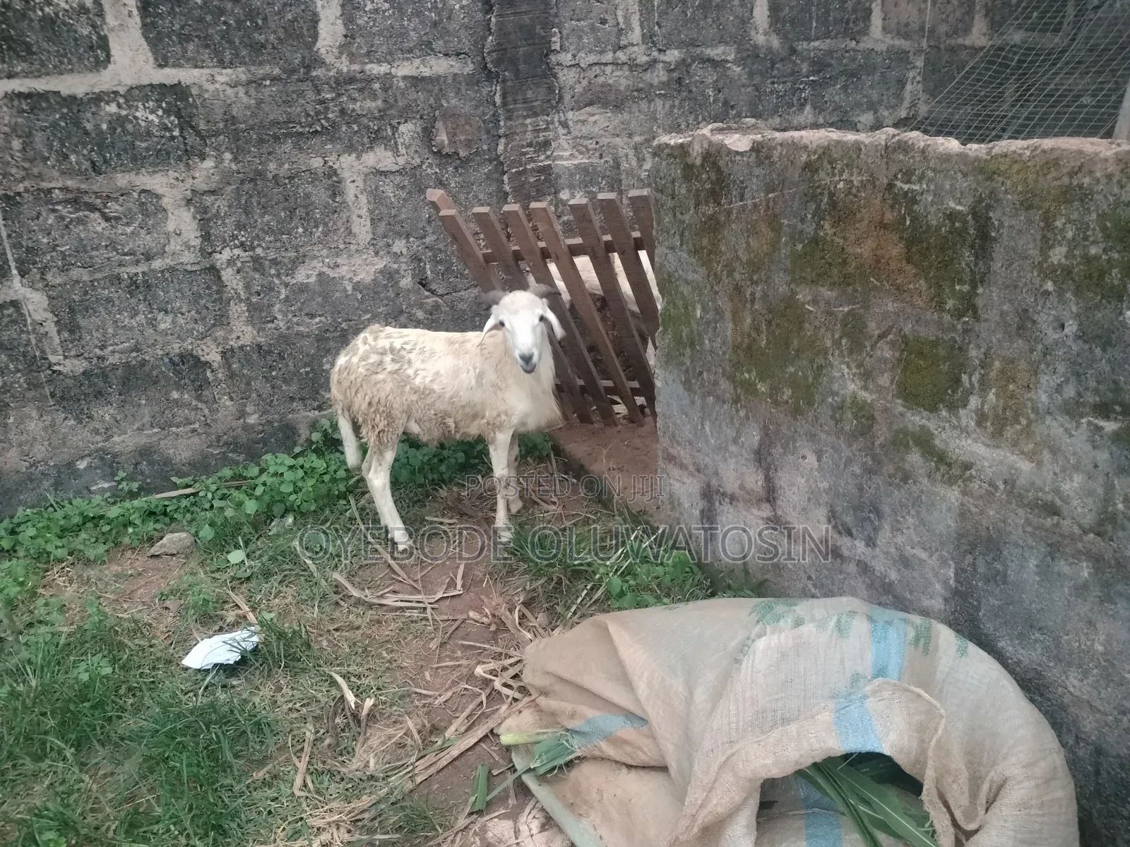 White Active Ram and Sheep