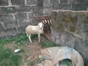White Active Ram and Sheep