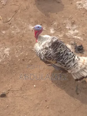 Male Turkey