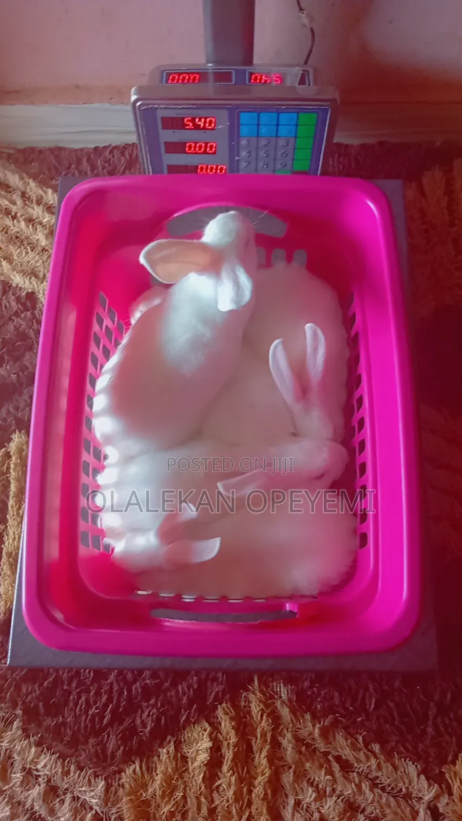 6 Weeks Rabbit