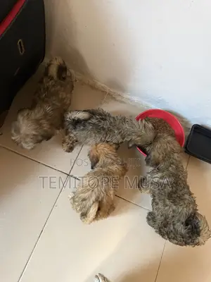 1-3 months Female Purebred Lhasa Apso
