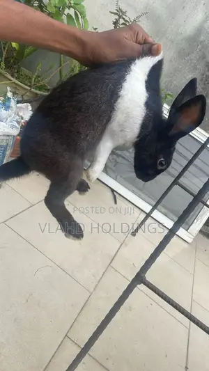 Healthy Matured Improved Dutch Rabbits!
