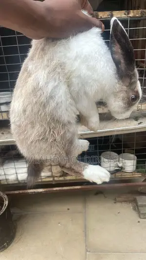 Healthy Matured Improved Dutch Rabbits!