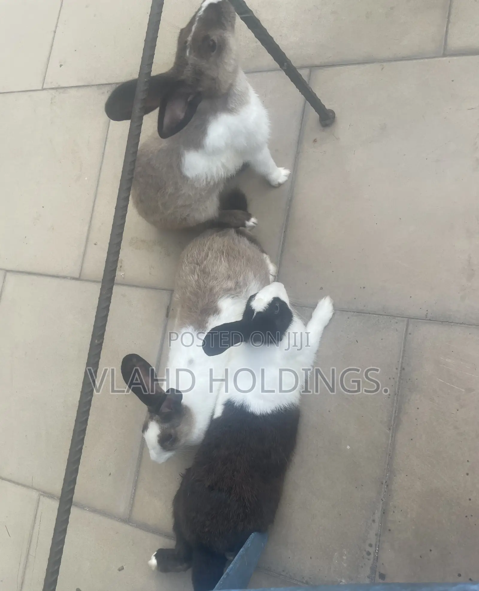 Healthy Matured Improved Dutch Rabbits!