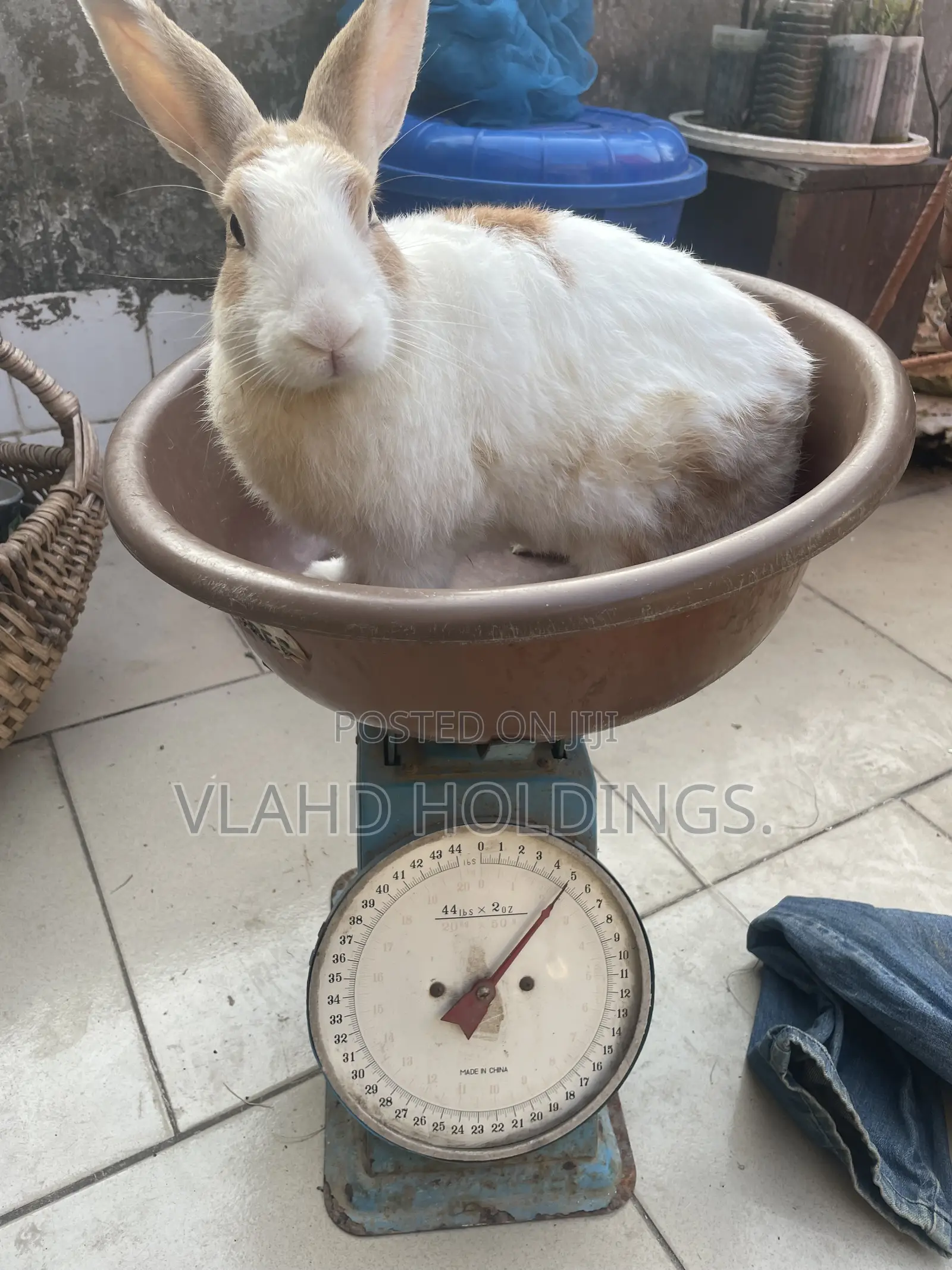 Healthy Matured Improved Dutch Rabbits!