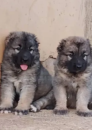 1-3 months Female Purebred Caucasian Shepherd
