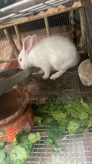 Matured Healthy New Zealand,Dutch Rabbits for Sale