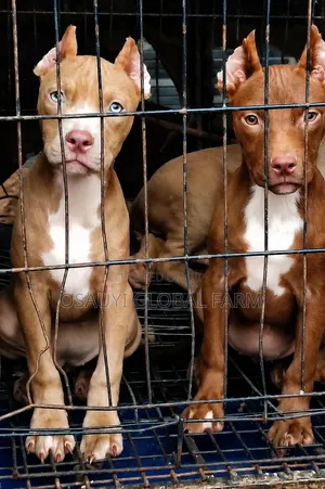 1-3 months Female Purebred Bull Terrier