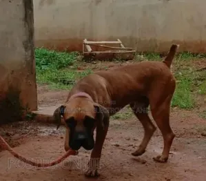 1+ year Male Purebred Boerboel