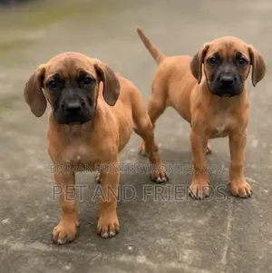 1-3 months Female Purebred Boerboel